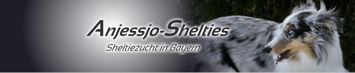 Anjessjo-Shelties Sheltiezucht in Bayern