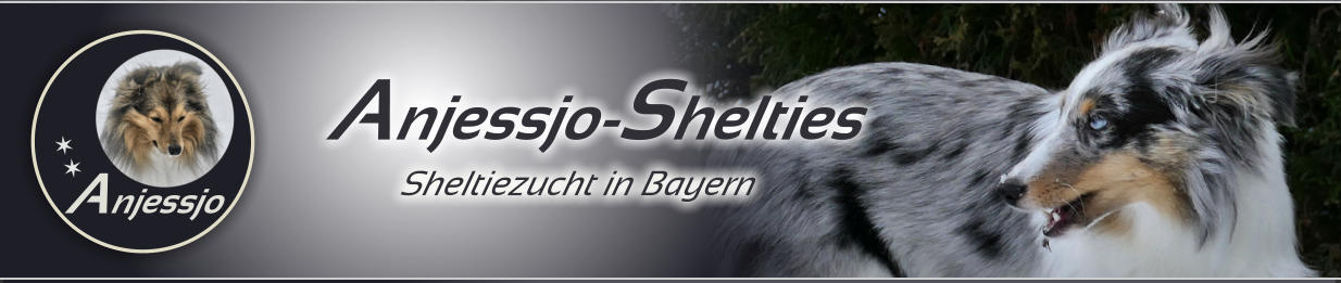 Anjessjo-Shelties Sheltiezucht in Bayern Anjessjo